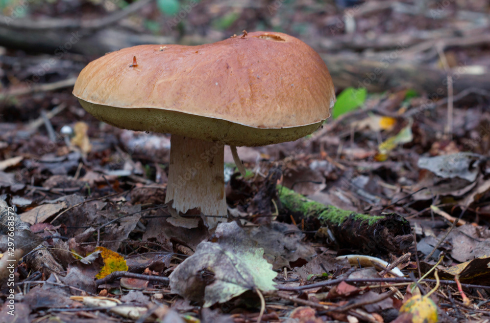 Autumn in the forest. Boletus edulis. Autumn in the forest. Boletus edulis.