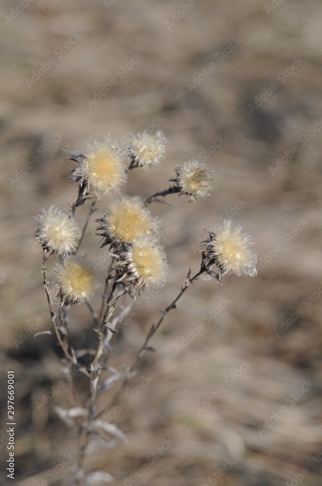 dry flowers on a background