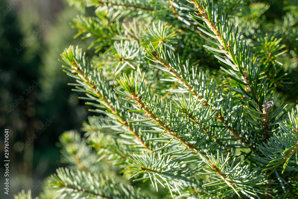 Close-up view of Christmas or evergreen tree at tree farm