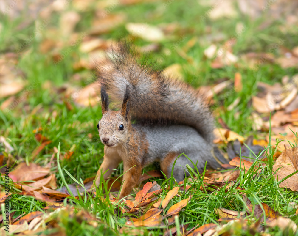 Autumn squirrel on green grass with fallen yellow leaves Autumn squirrel on green grass with fallen yellow leaves