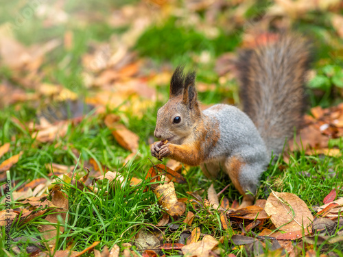 Autumn squirrel on green grass with fallen yellow leaves
