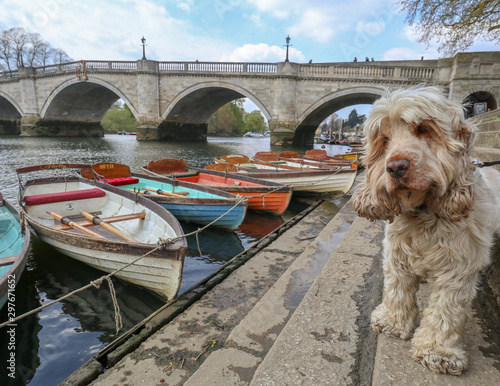 English Cocker Spaniel Dog in Richmond in London in England on the Thames next to a rowing boat using Canon 11mm - 22mm Wide Angle Lens