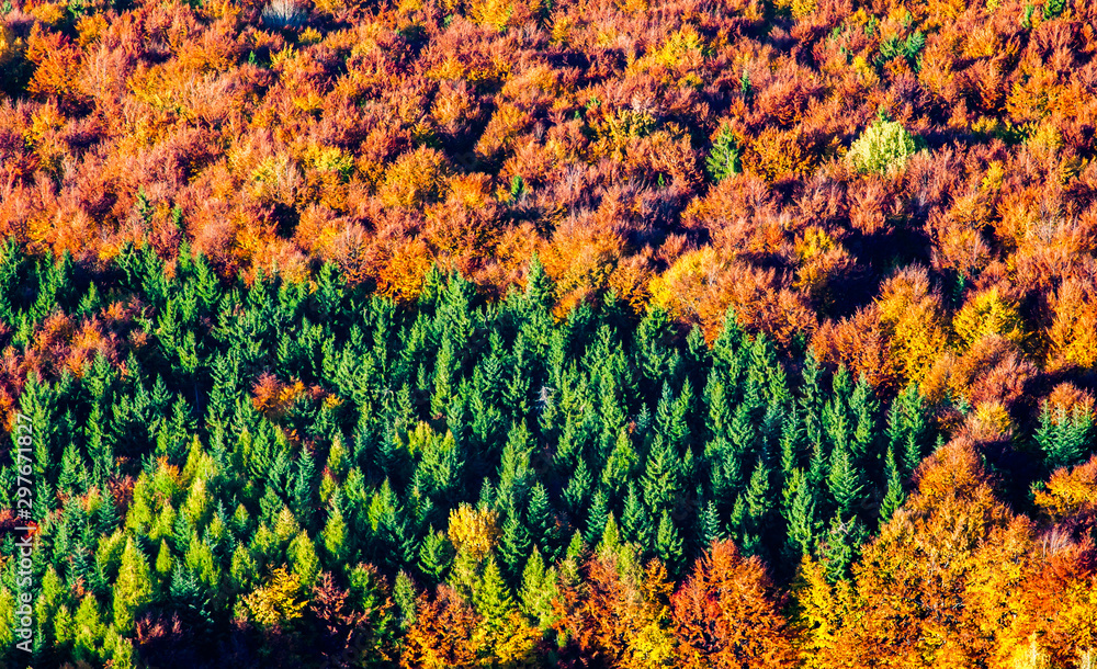 aerial view of heart shaped autumn forest and green firs - save our planet against global warming - obrazy, fototapety, plakaty 
