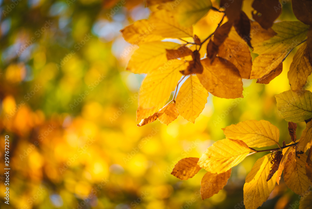 Colorful autumn leaves close up. Fall wallpaper Colorful autumn leaves close up. Fall wallpaper