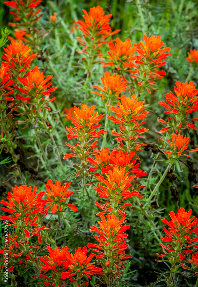 indian paintbrush