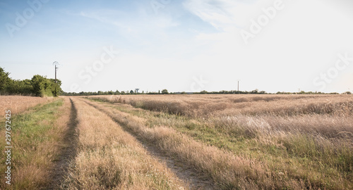 country road with tall grass next to wheat fields