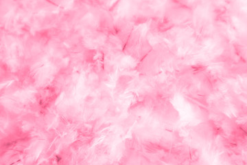 Beautiful abstract light pink feathers on white background,  white feather frame on pink texture pattern and pink background, love theme wallpaper and valentines day, white gradient