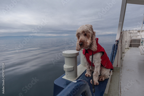 Happy English Cocker Spaniel Orange Roan Dog