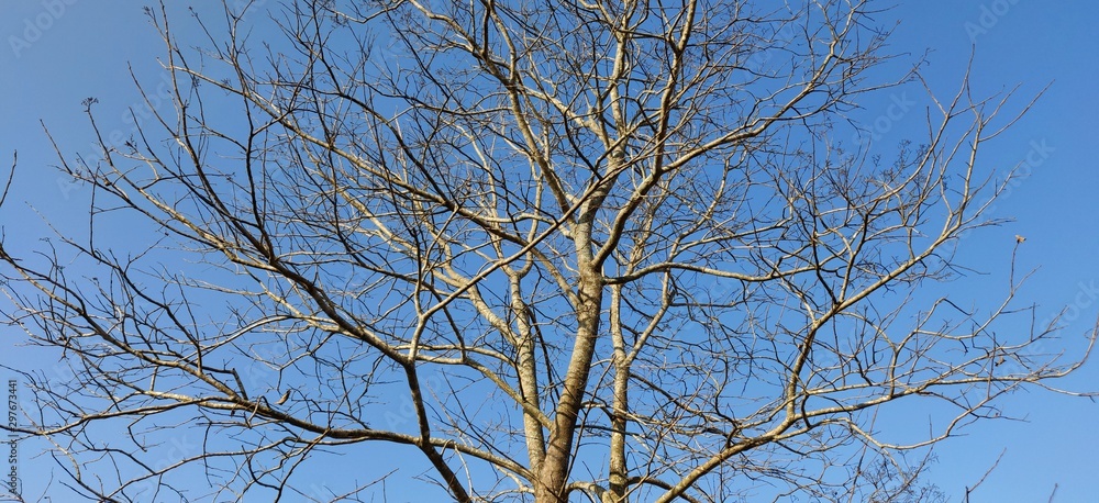 branches of a tree against blue sky branches of a tree against blue sky