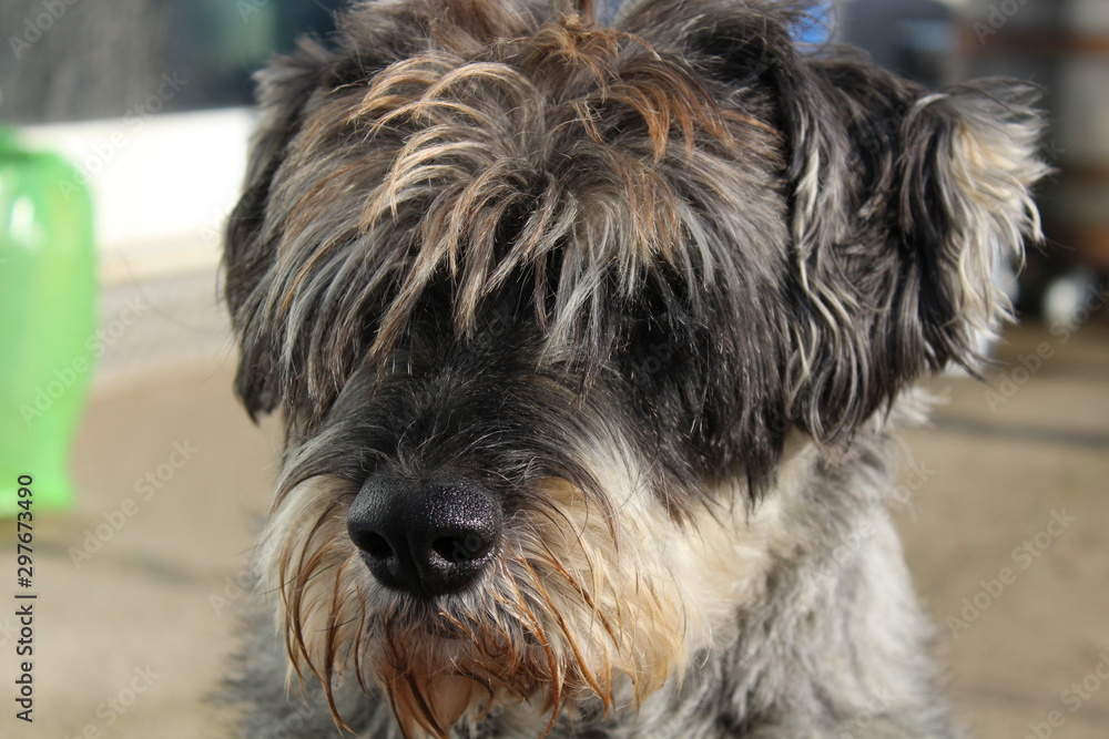 Schnauzer-Mischling Schnauzer-Mischling