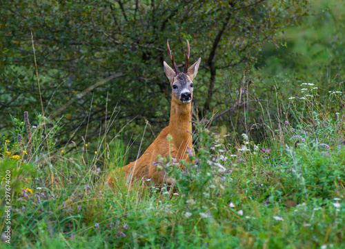 A white tailed buck standing in a meadow. Wildlife scenery in autumn during rutting season.