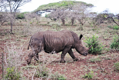 Wild rhinos in South African wildlife nature reserve