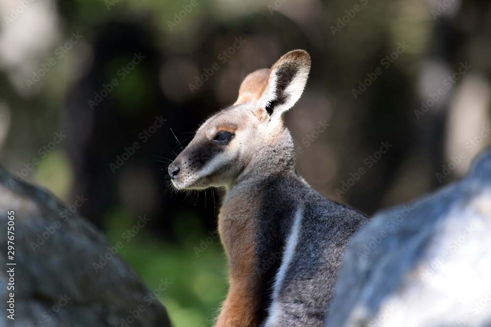 Swamp Wallaby Kangaroo Behind a Rock Portrait