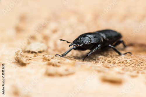 close up of a female stage beetle