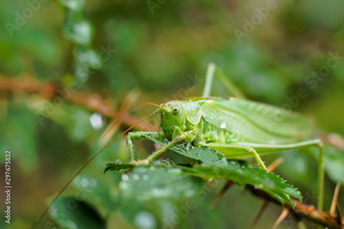 Meadow grasshopper in Germany 