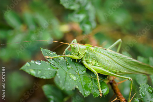 Meadow grasshopper in Germany 