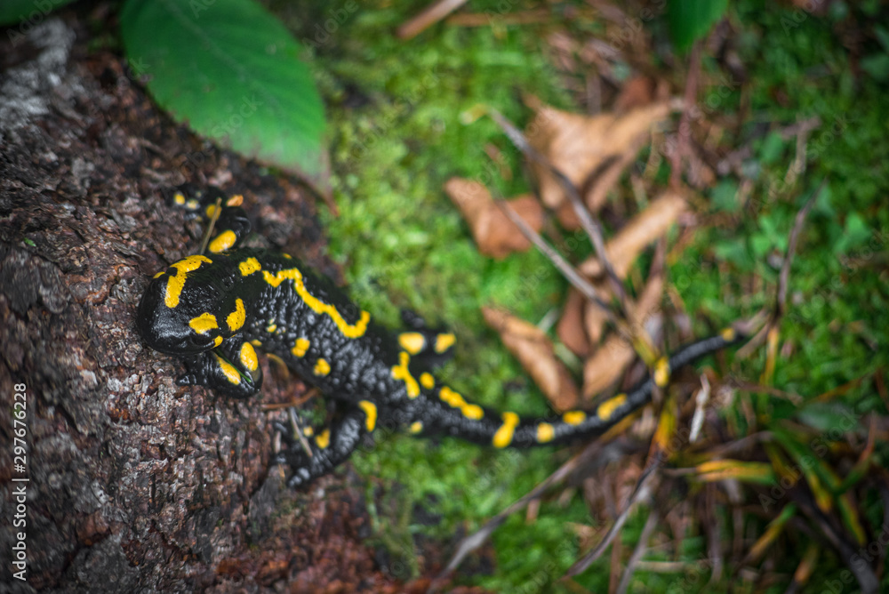 Salamander in the forest