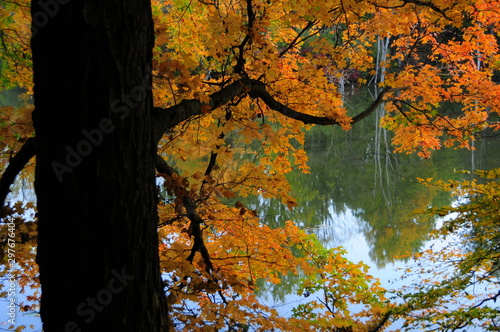 Autumn Tree at the Lake