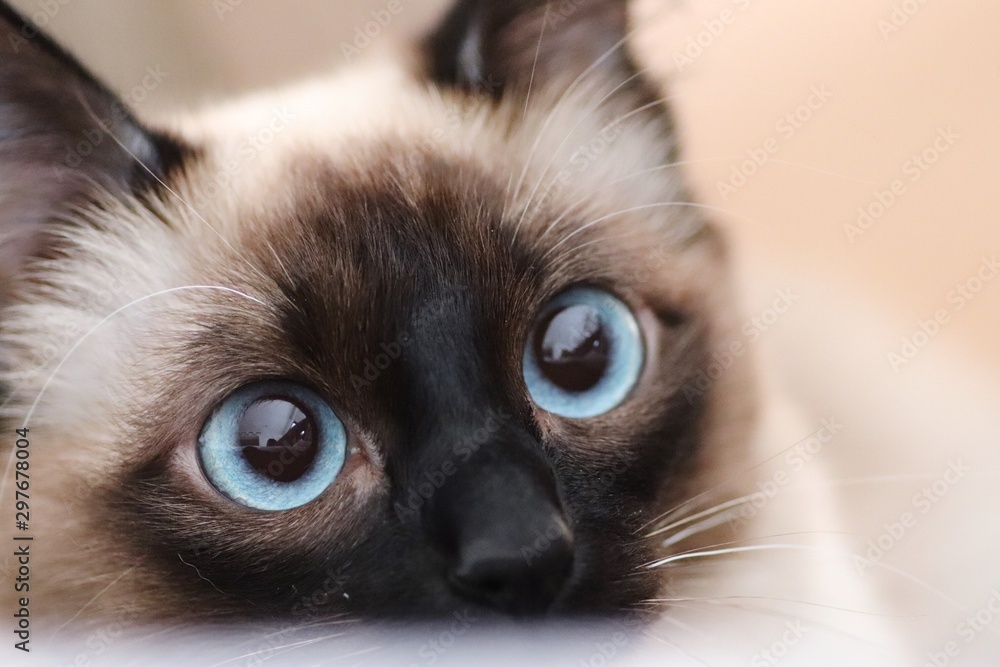 Neugierige Katze mit großen blauen Augen