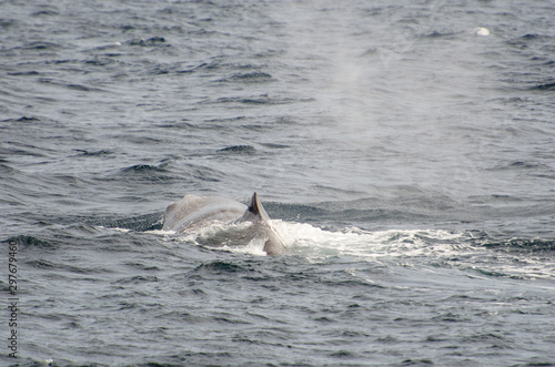 Sperm whale (Physeter macrocephalus) diving (Andenes, Norway)