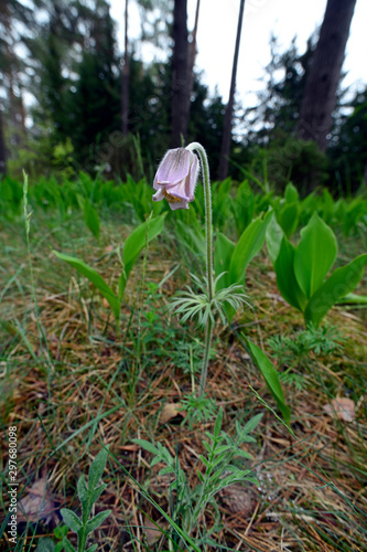 Küchenschelle zwischen Maiglöckchen, Nationalpark Biebrza, Polen - pasque flower in between some Lily of the valley