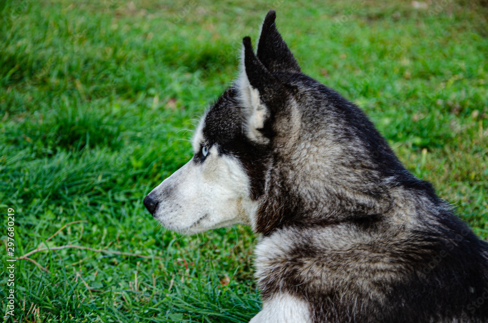 Portrait of a gray husky on the lawn in the autumn garden.