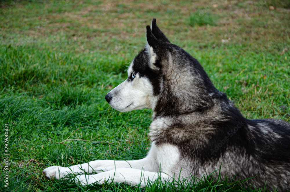 Portrait of a gray husky on the lawn in the autumn garden.