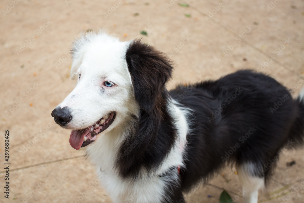 Portrait of a black and white Border Collie with blue eyes