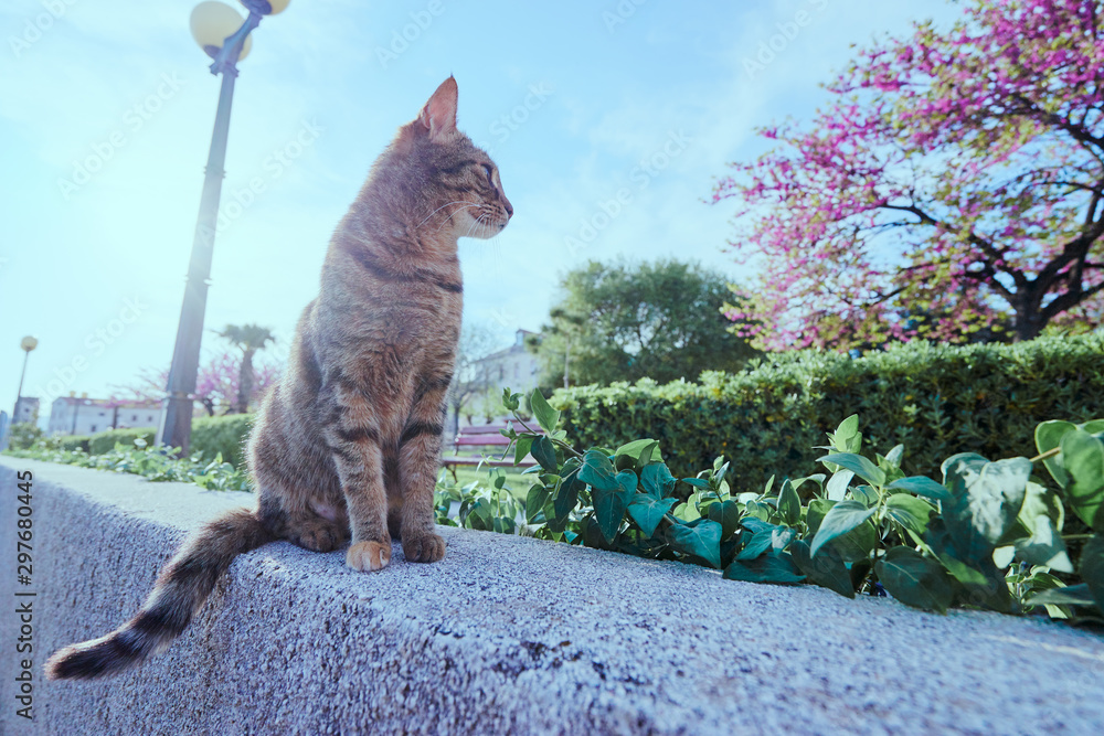 Obraz premium Cute cat sitting on stone in the park.