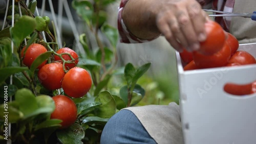 Worker harvesting fresh tomatoes, bio farming technologies, agriculture business