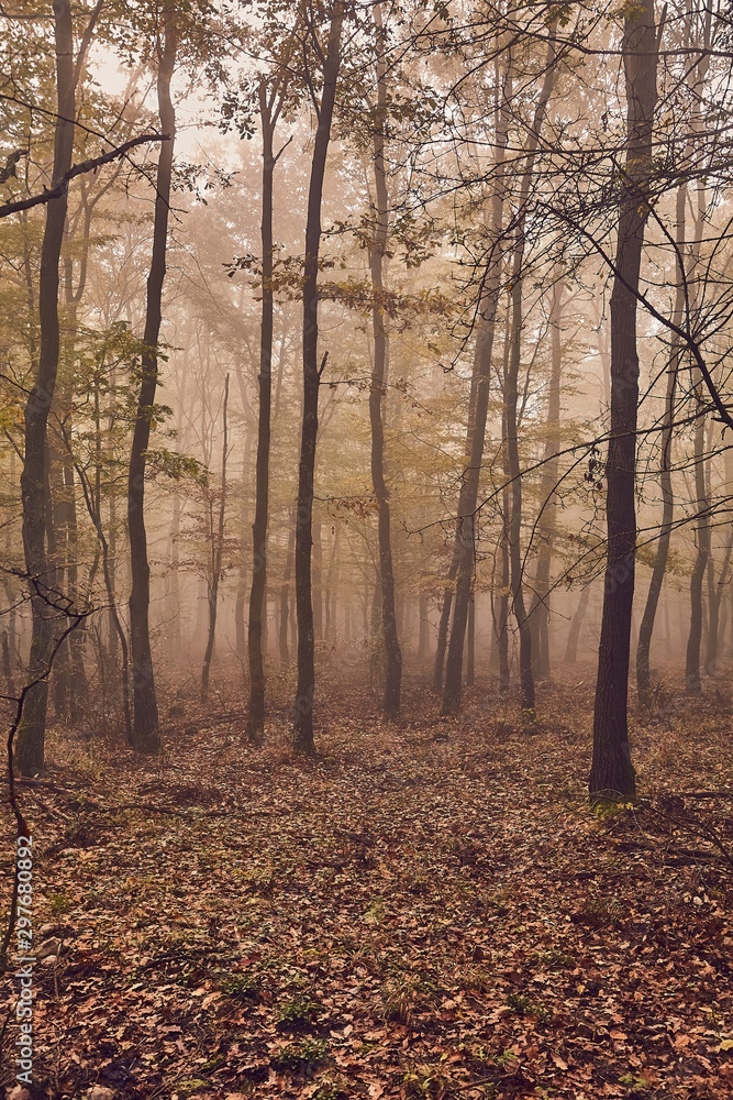 Foggy, misty forest in late autumn, fallen leaves