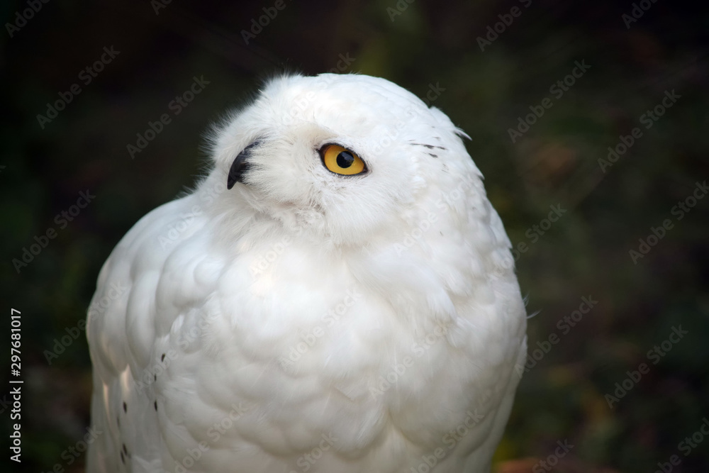 Snowy Owl Bubo Scandiacus Side View Portrait