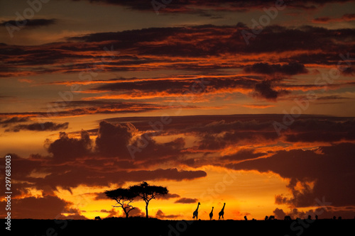 Dramatic sunset sky over Maasai Mara  Kenya