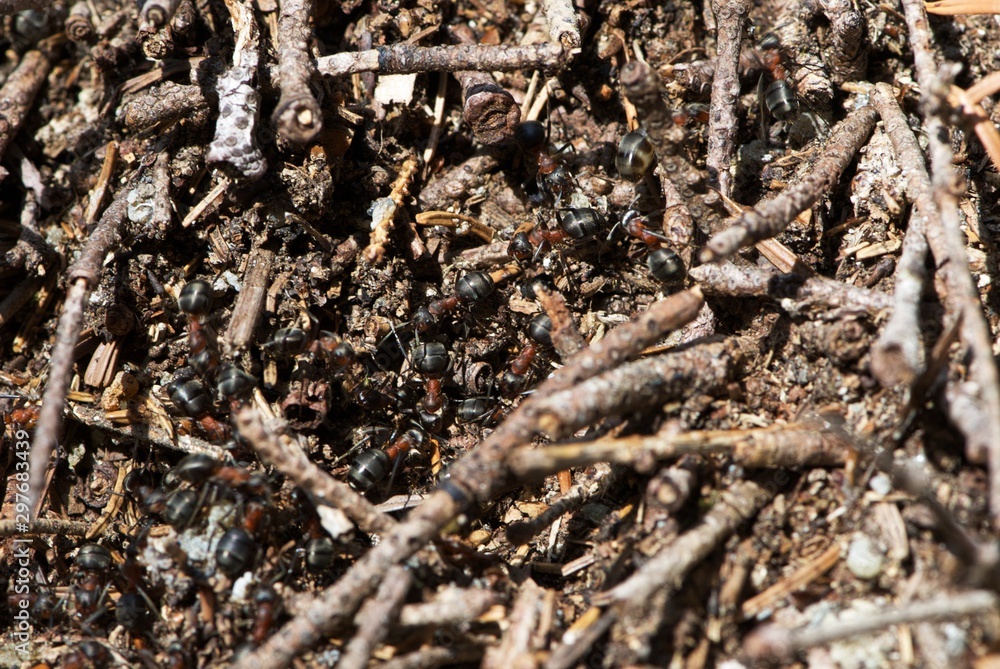 Texture of anthill with many black-red ants Texture of anthill with many black-red ants