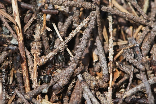 anthill with black-red ants