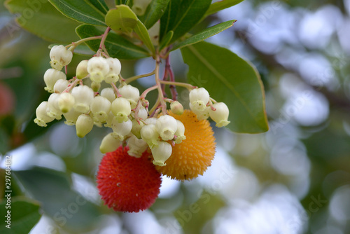 fruits of Arbutus unedo yellow and red in autumn. The arbutus is a species of shrub belonging to the genus Arbutus in the family Ericaceae.