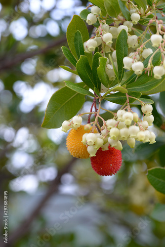 Canvas Print fruits of Arbutus unedo yellow and red in autumn