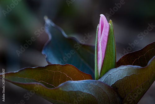 Great white trillium (Trillium grandiflorum) blossom emerging