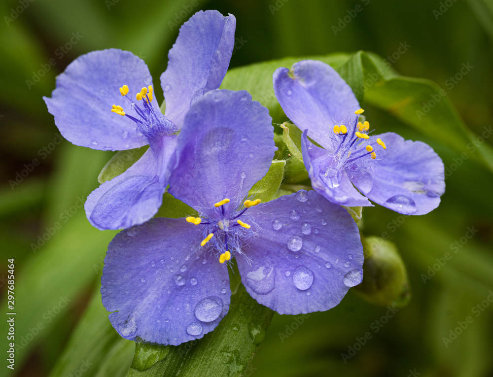 Virginia spiderwort (Tradescantia virginiana) flowers after a rain. Virginia spiderwort (Tradescantia virginiana) flowers after a rain.