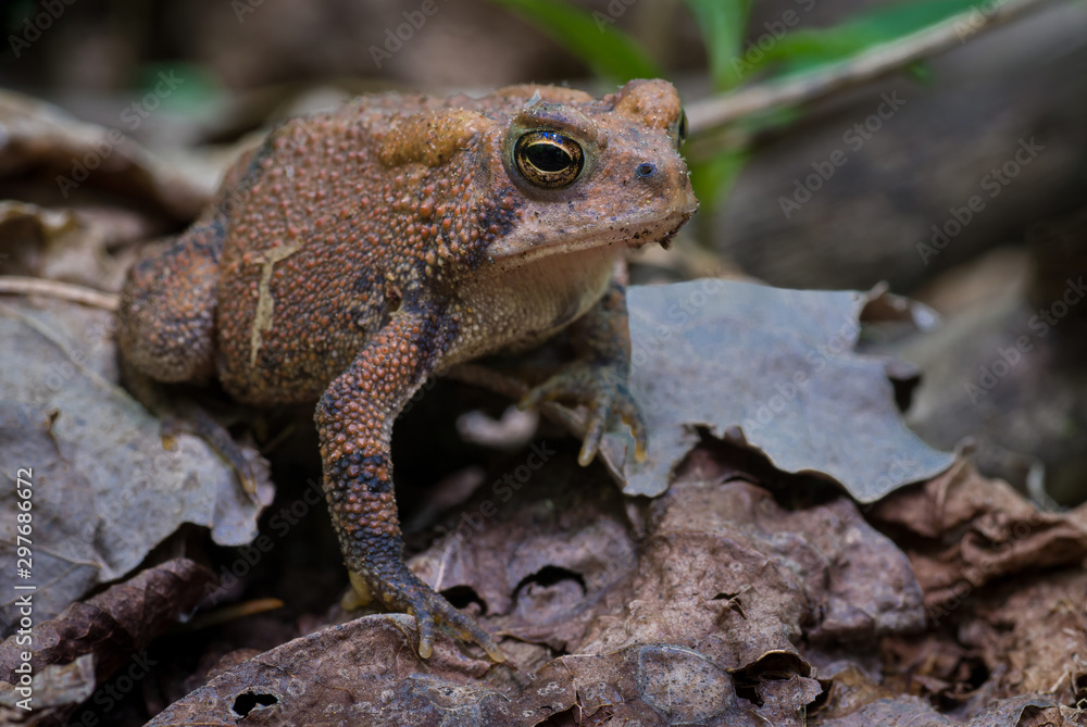 Fototapeta premium American toad (Bufo americanus) on forest floor in central Virginia. Skin color blends into dead leaves for camouflage.