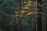 Sassafras and pines in park on the Delmarva Penninsula in Virginia.