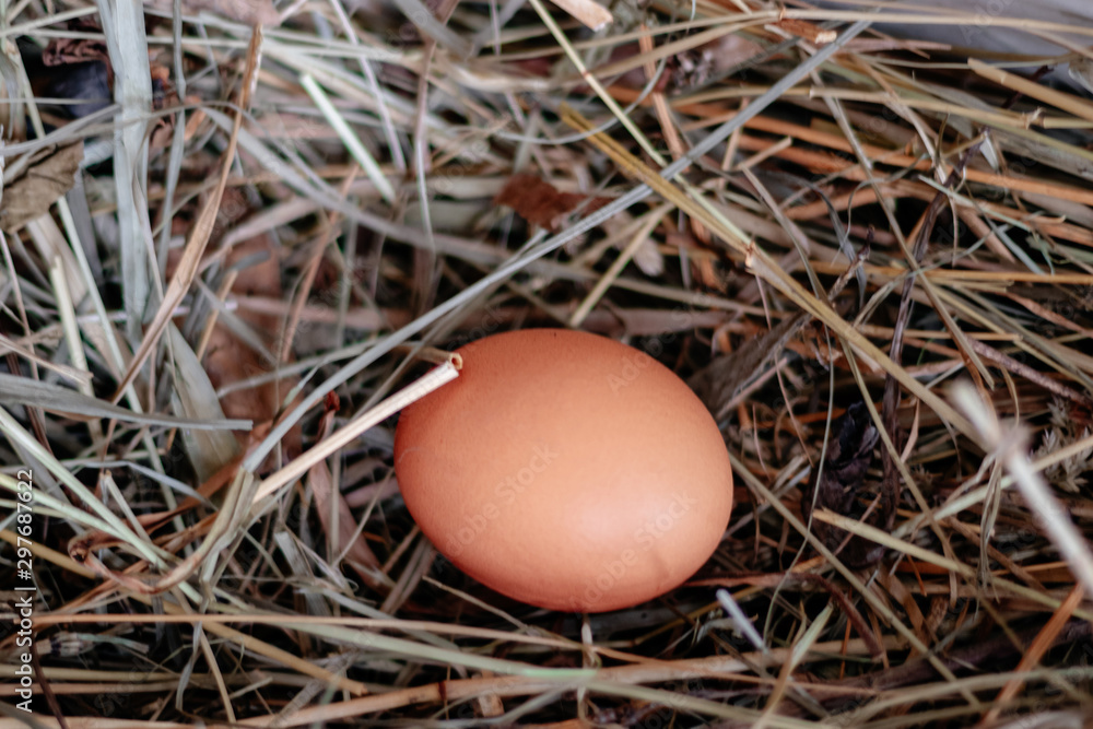 chicken egg in a nest of hay or straw close chicken egg in a nest of hay or straw close