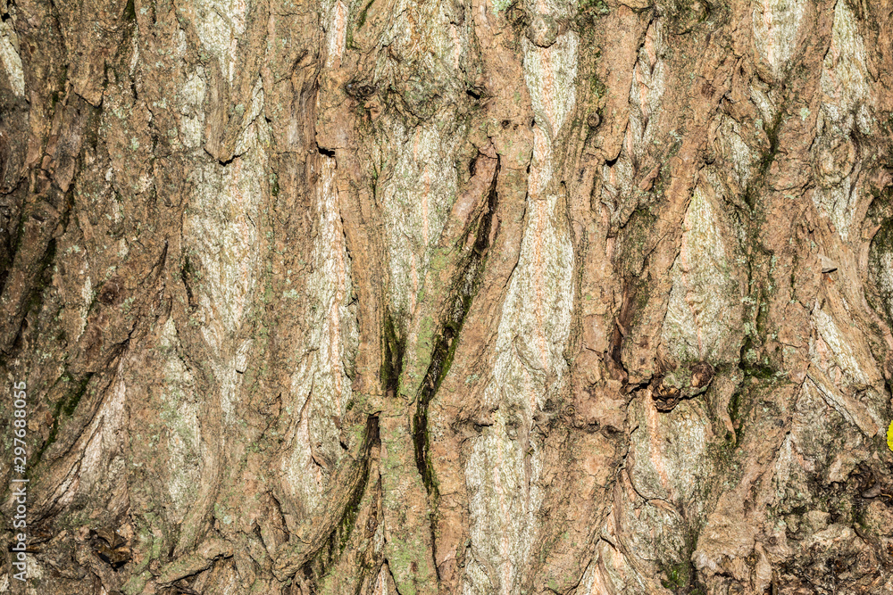 poplar tree bark texture, close-up nature abstraction background poplar tree bark texture, close-up nature abstraction background