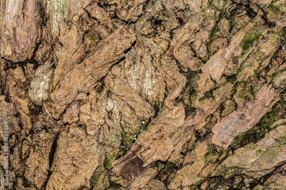 poplar tree bark texture, close-up nature abstraction background