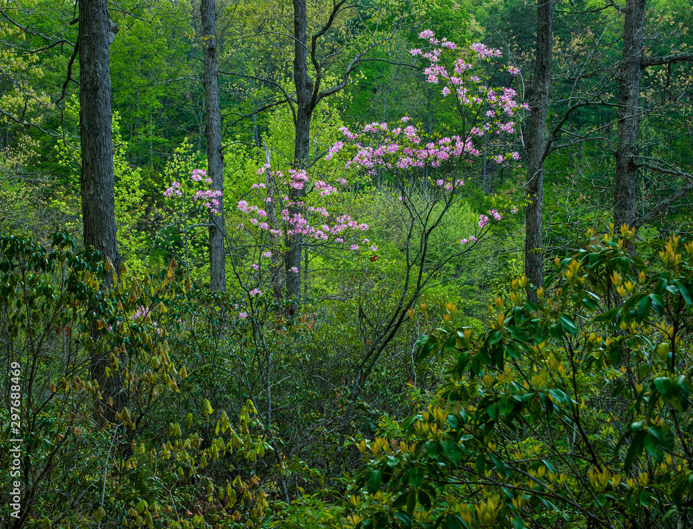 Wild piedmont pinxter azalea (Rhododendron canescens) in desiduous forest in Ivy Creek Natural Area near Charlottesville, Virginia. Wild piedmont pinxter azalea (Rhododendron canescens) in desiduous forest in Ivy Creek Natural Area near Charlottesville, Virginia.
