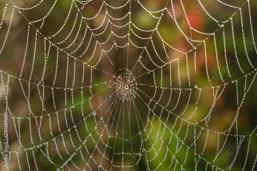 Orb web at dawn covered in dew