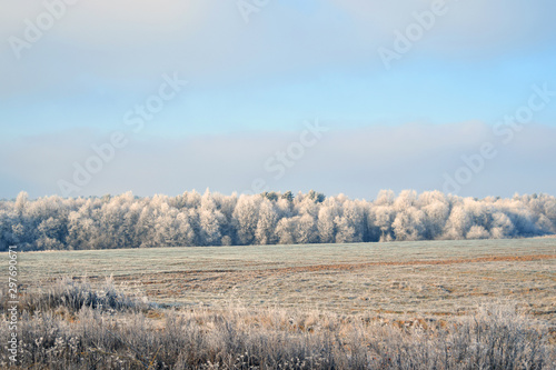 winter forest