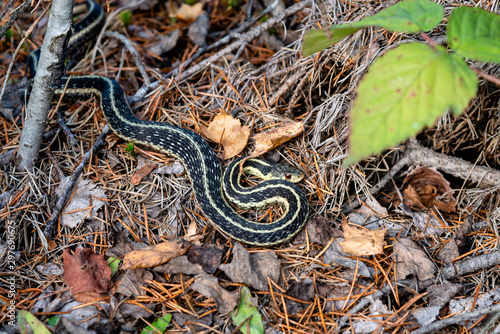 Snake on the grass in a forest 