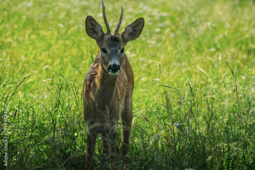 deer deer