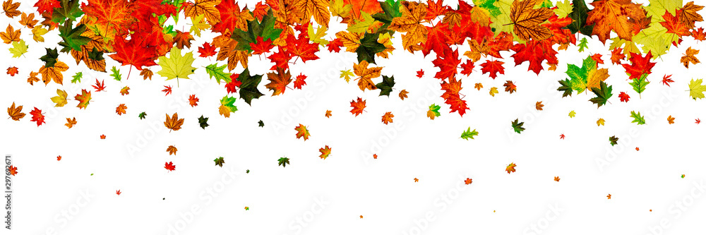 Autumn leaves border. October thanksgiving pattern isolated on w Autumn leaves border. October thanksgiving pattern isolated on w